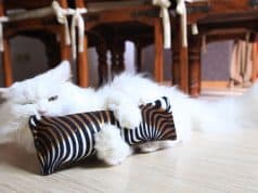 inciter son chat à jouer