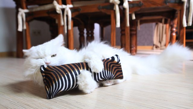 inciter-son-chat-a-jouer inciter son chat à jouer